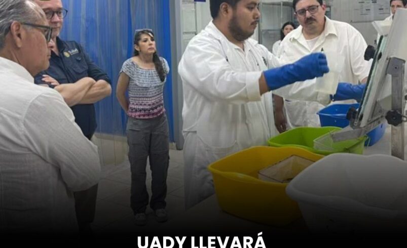 UADY llevará “mosquitos buenos” contra el dengue a más estados