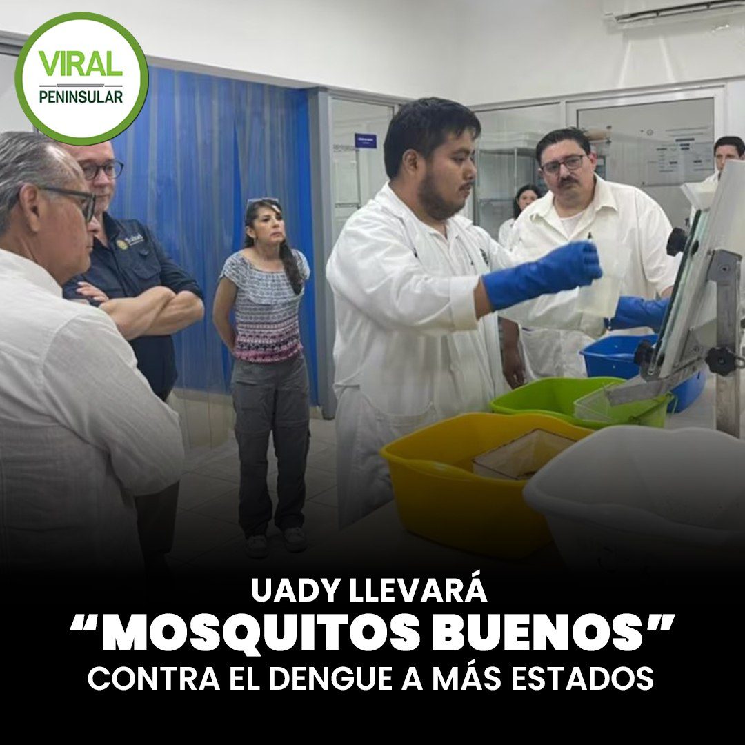 UADY llevará “mosquitos buenos” contra el dengue a más estados