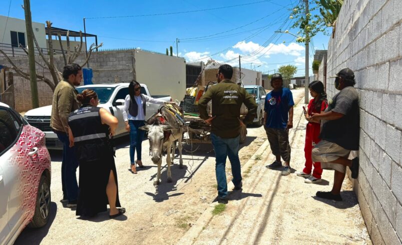Tras rescate de burrita desnutrida, hacen llamado a reportar maltrato animal