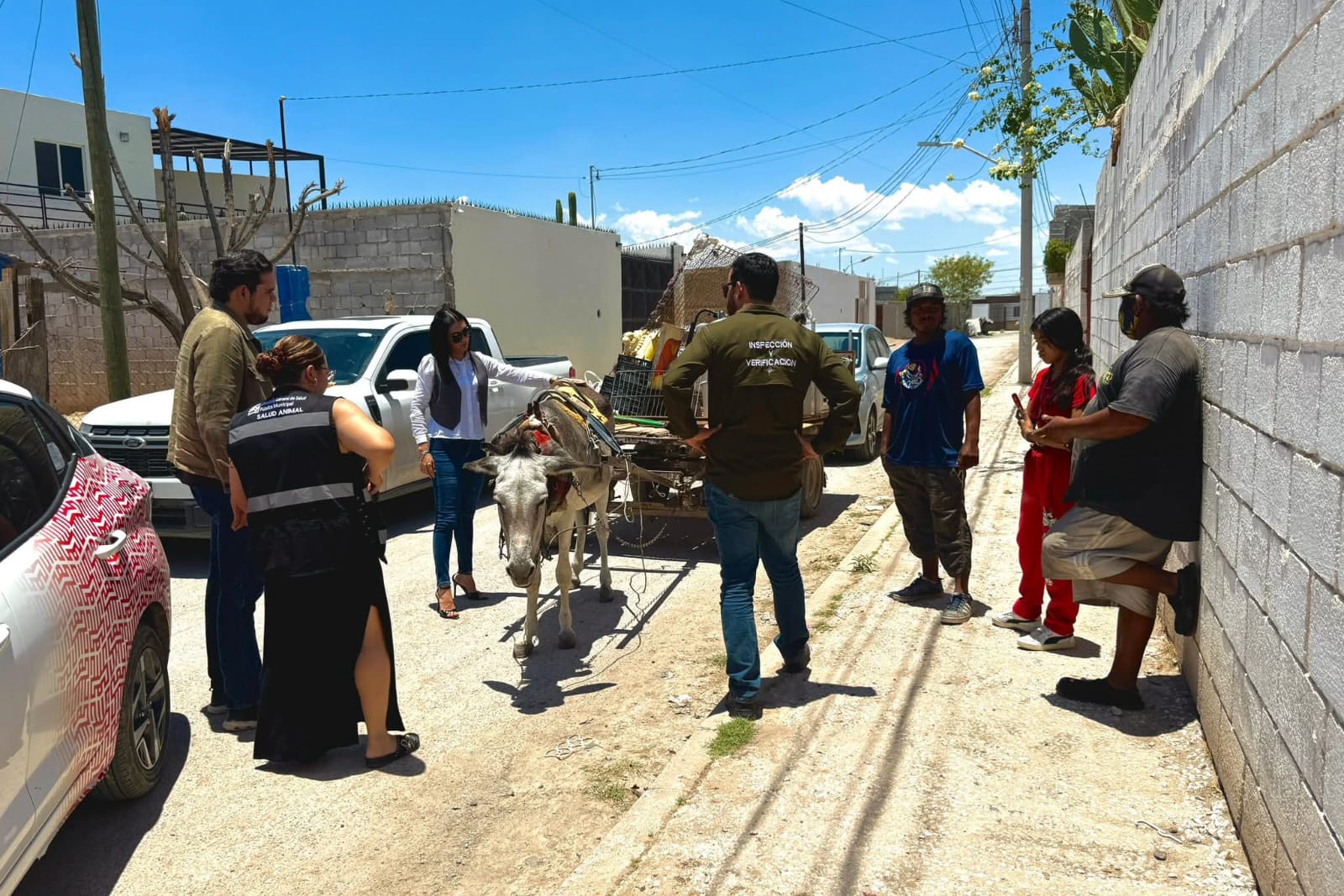 Tras rescate de burrita desnutrida, hacen llamado a reportar maltrato animal