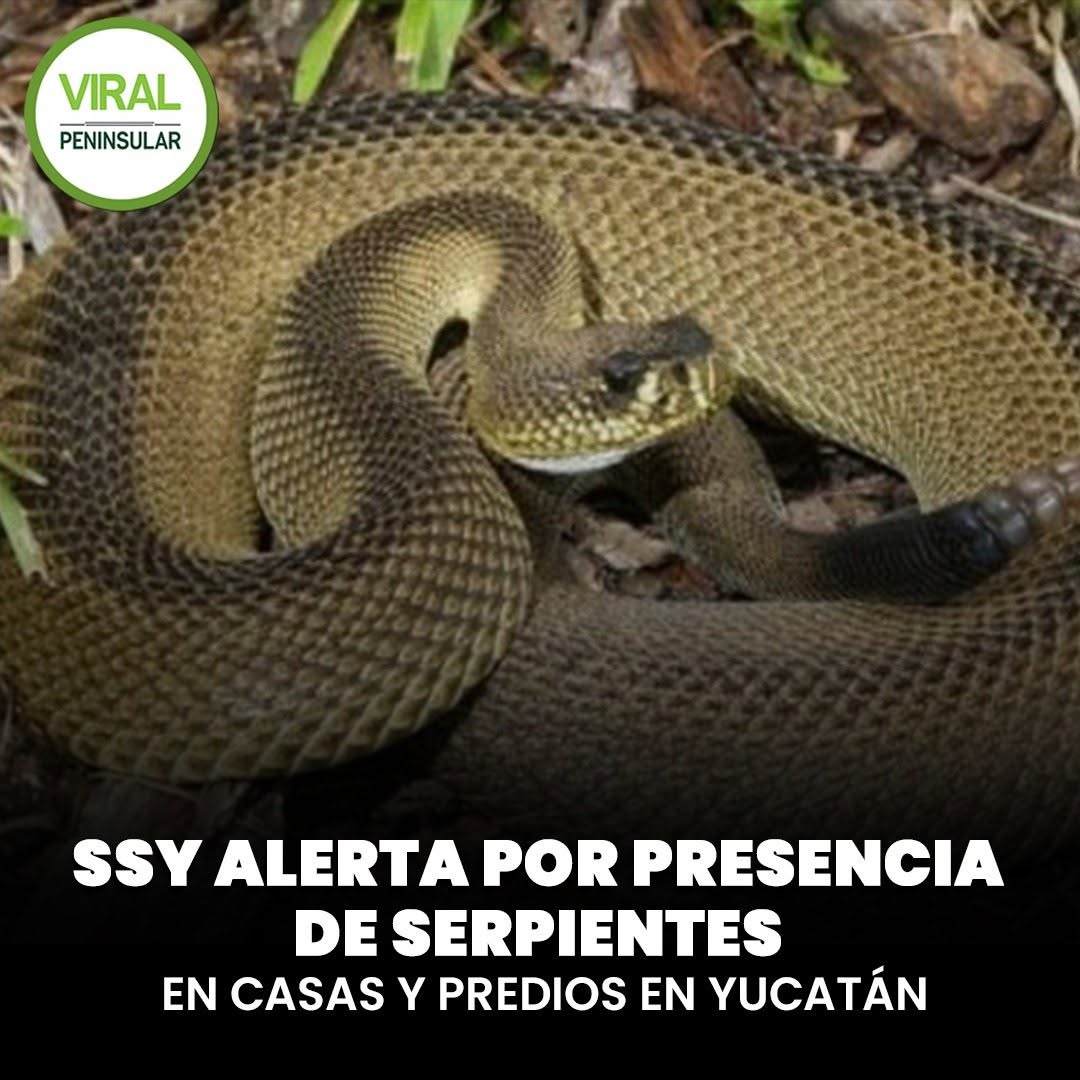 SSY alerta por presencia de serpientes en casas y predios en Yucatán