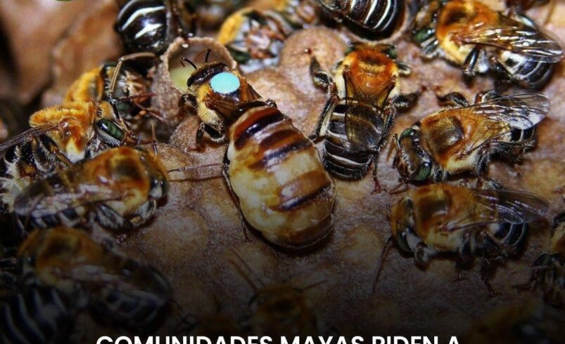Comunidades mayas piden a la SCJN atraer casos de cenotes y abejas