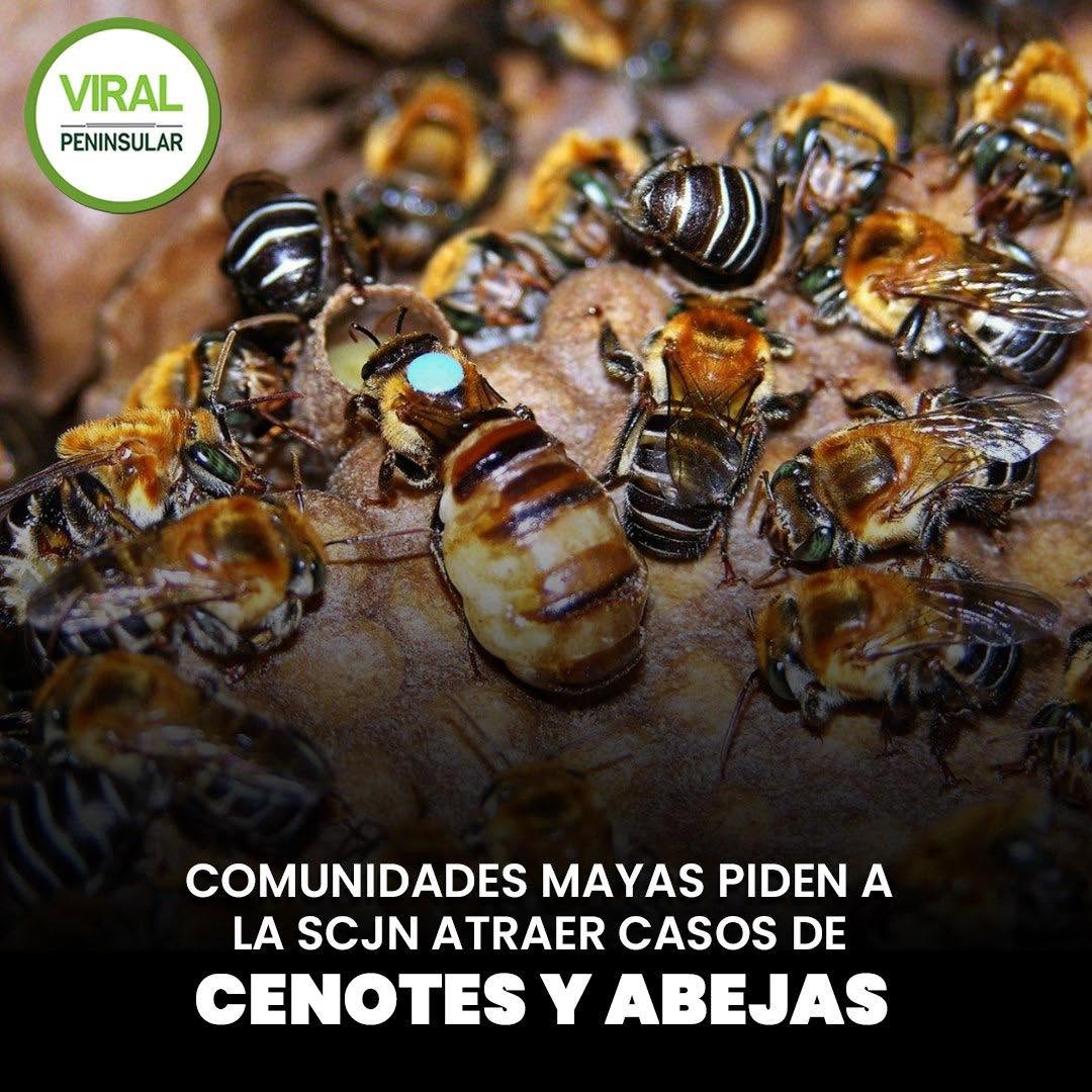 Comunidades mayas piden a la SCJN atraer casos de cenotes y abejas