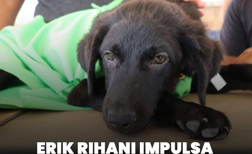 Erik Rihani impulsa bienestar animal en Progreso