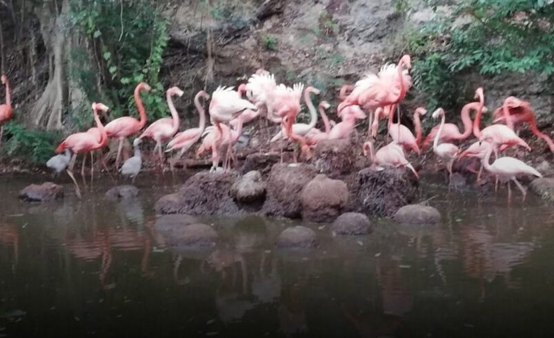 Nacen seis flamencos en el Zoológico Animaya