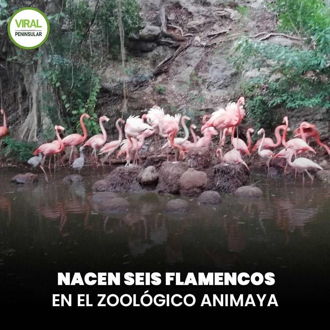 Nacen seis flamencos en el Zoológico Animaya
