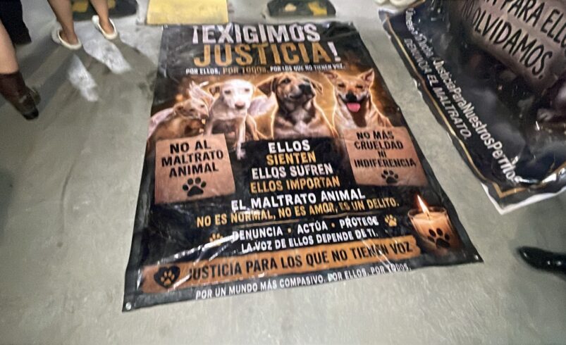 Vinculan a proceso a Liliana “N” por presunta crueldad animal