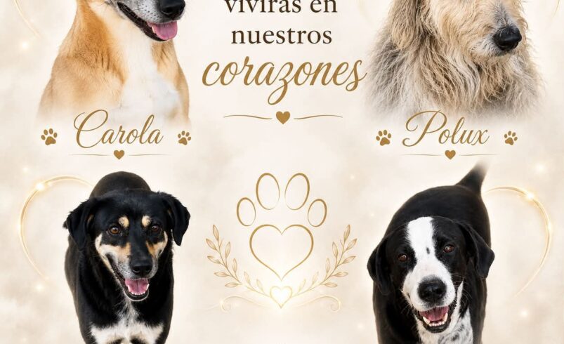 Denuncian ingreso de albergue en Matamoros para envenenar a perros resguardos; mueren cuatro