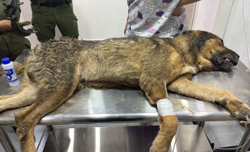 Muere perrito rescatado por Policía Ambiental de Saltillo; Fiscalía mantiene investigación