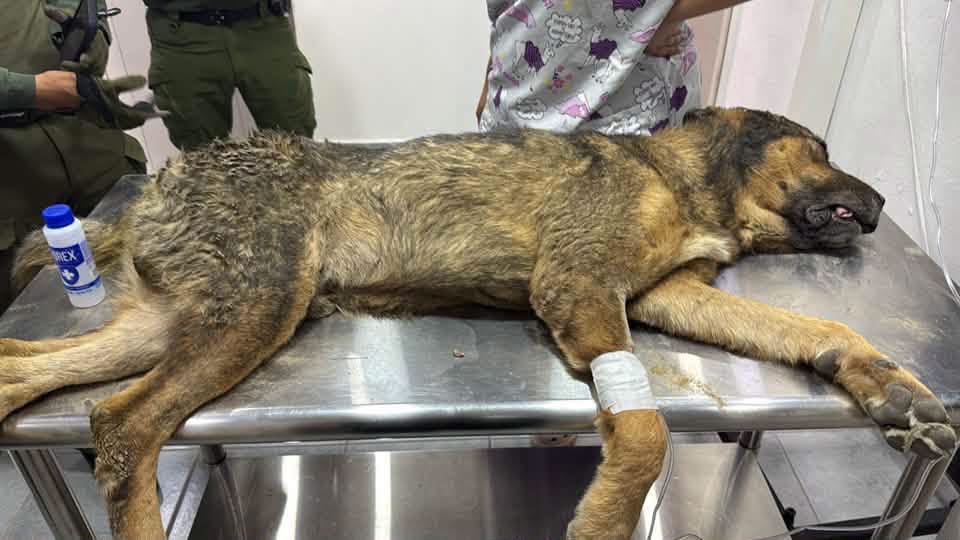 Muere perrito rescatado por Policía Ambiental de Saltillo; Fiscalía mantiene investigación