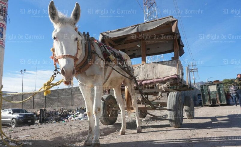 Torreón iniciará retiro de carromatos con entrega de 37 motocarros