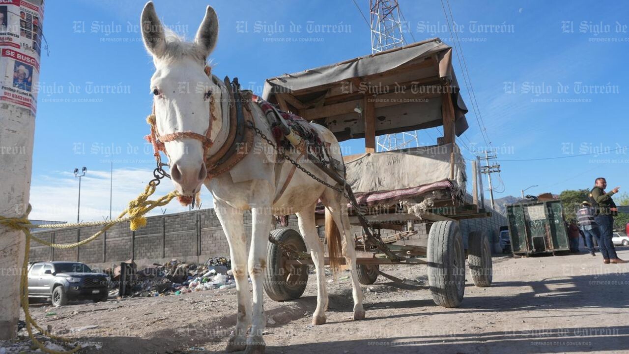 Torreón iniciará retiro de carromatos con entrega de 37 motocarros