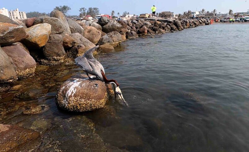 Observatorio detecta otro derrame de petróleo frente a Campeche