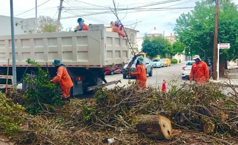Torreón reforestará zonas afectadas tras caída de 186 árboles por lluvias y vientos