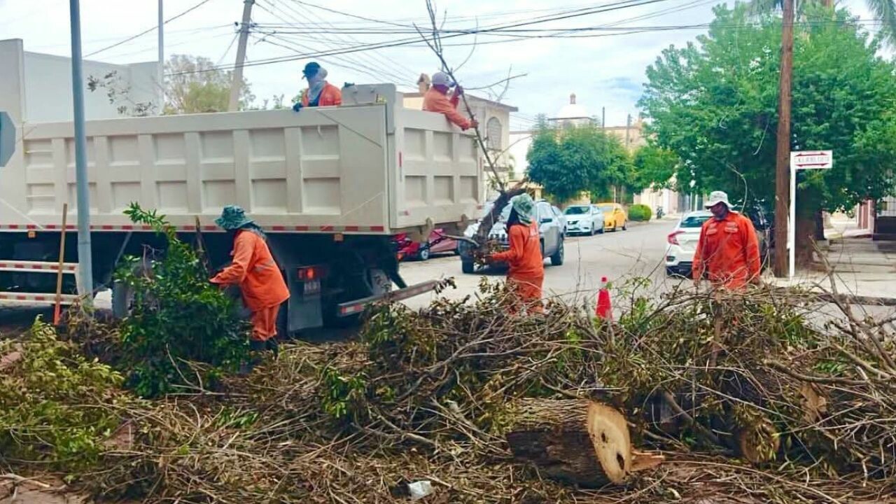 Torreón reforestará zonas afectadas tras caída de 186 árboles por lluvias y vientos